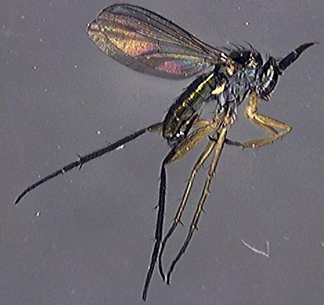 Rhaphium appendiculatum